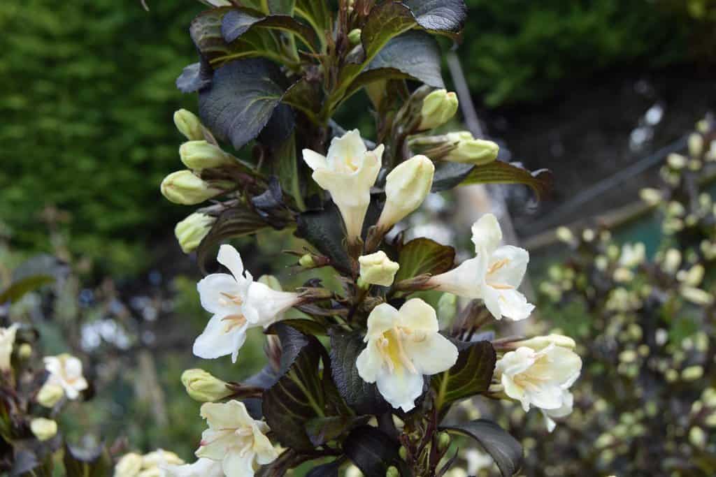 Weigela 'Ebony & Ivory' ® 40-60 cm
